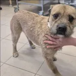 Znaleziono psa, Grudziądz, 19 stycznia 2026