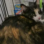 Znaleziono kota, Sosnowiec, 16 stycznia 2026