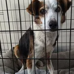 Znaleziono psa, Lublin, 17 stycznia 2026