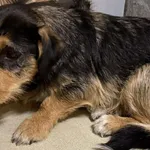 Znaleziono psa, Lublin, 18 stycznia 2026