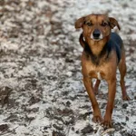 Pies do adopcji, Bydgoszcz, 19 stycznia 2026