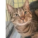 Znaleziono kota, Wrocław, 6 grudnia 2025