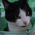 Znaleziono kota, Lublin, 16 stycznia 2026