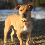 Pies do adopcji, Bydgoszcz, 20 stycznia 2026