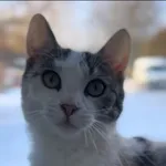 Kot do adopcji, Radom, 19 stycznia 2026