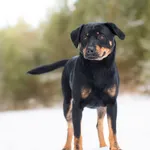 Pies do adopcji, Nowodwór, 19 stycznia 2026