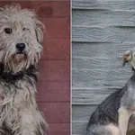 Pies do adopcji, Żary, 19 stycznia 2026