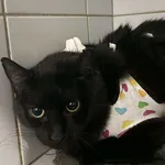 Znaleziono kota, Lublin, 19 stycznia 2026