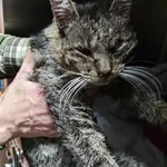 Znaleziono kota, Lublin, 17 stycznia 2026