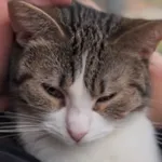 Kot do adopcji, Radom, 30 grudnia 2025