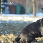 Pies do adopcji, Bydgoszcz, 20 stycznia 2026