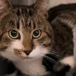 Kot do adopcji, Radom, 30 grudnia 2025