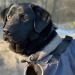 Pies do adopcji, Głowno, 20 stycznia 2026