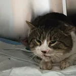 Znaleziono kota, Lublin, 17 stycznia 2026