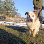 Pies do adopcji, Bełchatów, 21 grudnia 2025
