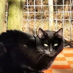 Kot do adopcji, Piła, 15 maja 2024