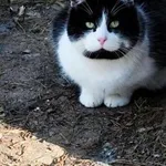 Kot do adopcji, Piła, 15 maja 2024