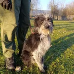 Pies do adopcji, Bełchatów, 12 lutego 2025