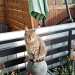 Zaginął kot, Pruszcz Gdański, 22 stycznia 2026