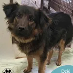 Znaleziono psa, Dąbrówka, 15 stycznia 2026