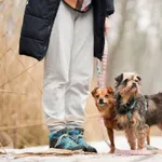 Figa 36/2026 REZERWACJA