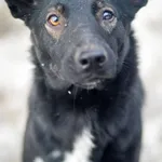 Oddam psa, Elbląg, 22 stycznia 2026