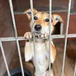 Kamel - delikatny, wesoły psiak szuka domu!