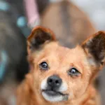 Lotka 35/2026 REZERWACJA