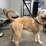 Znaleziono psa, Bydgoszcz, 9 stycznia 2025