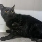 Znaleziono kota, Pieckowo, 19 stycznia 2026