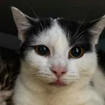 Lilo - kocia indywidualistka szuka domu!  