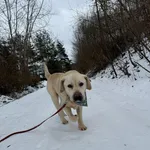 Pies do adopcji, Tychy, 26 listopada 2025