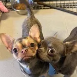 Pies do adopcji, Wrocław, 17 stycznia 2025