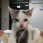 Kot do adopcji, Szczecin, 21 stycznia 2026