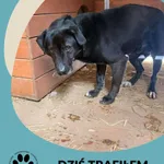 Znaleziono psa, Dąbrówka, 10 stycznia 2026