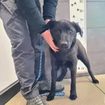 Znaleziono psa, Chełmek, 22 stycznia 2026