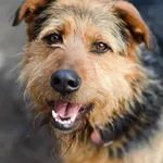 Wezyr - inteligentny psiak w typie terriera