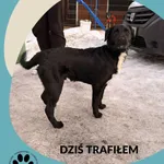 Znaleziono psa, Dąbrówka, 18 stycznia 2026