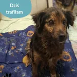 Znaleziono psa, Dąbrówka, 15 stycznia 2026
