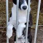 Pies do adopcji, Głowno, 23 stycznia 2026