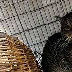 Znaleziono kota, Toruń, 20 stycznia 2026