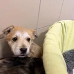 Pies do adopcji, Kraków, 22 stycznia 2026