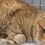 Kot do adopcji, Wrocław, 17 stycznia 2026