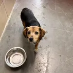 Pies do adopcji, Kraków, 6 stycznia 2026