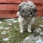 Znaleziono psa, Czartki, 21 stycznia 2026