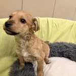 Pies do adopcji, Kraków, 22 stycznia 2026