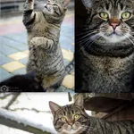 Cudowny Ramzes bez szans na dom...POMOCY! 