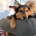 Pies do adopcji, Bełchatów, 29 października 2025