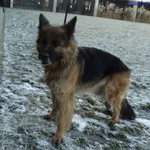 Znaleziono psa, Szczecin, 21 stycznia 2025