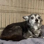 Pies do adopcji, Kraków, 7 stycznia 2026